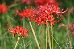 園の花