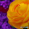 街の花