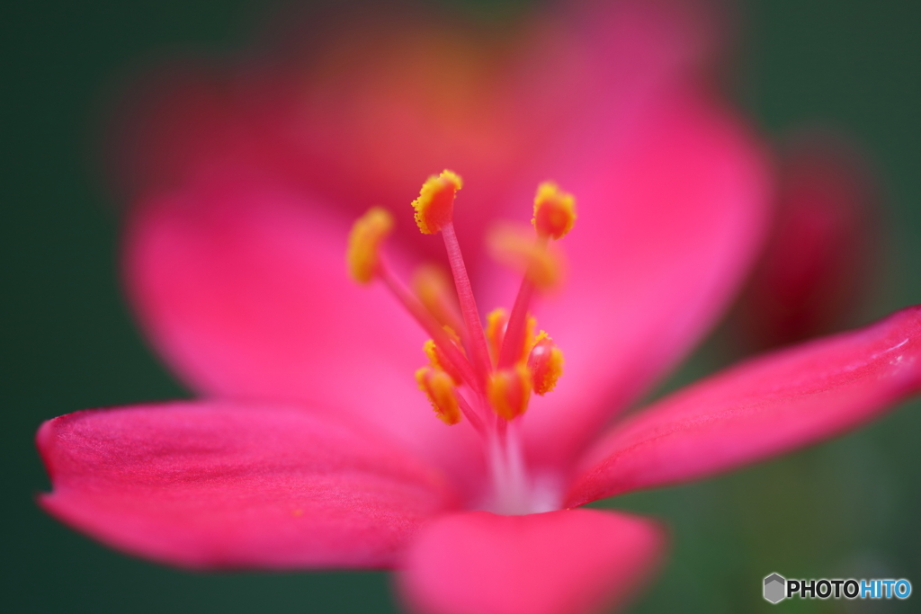 園の花