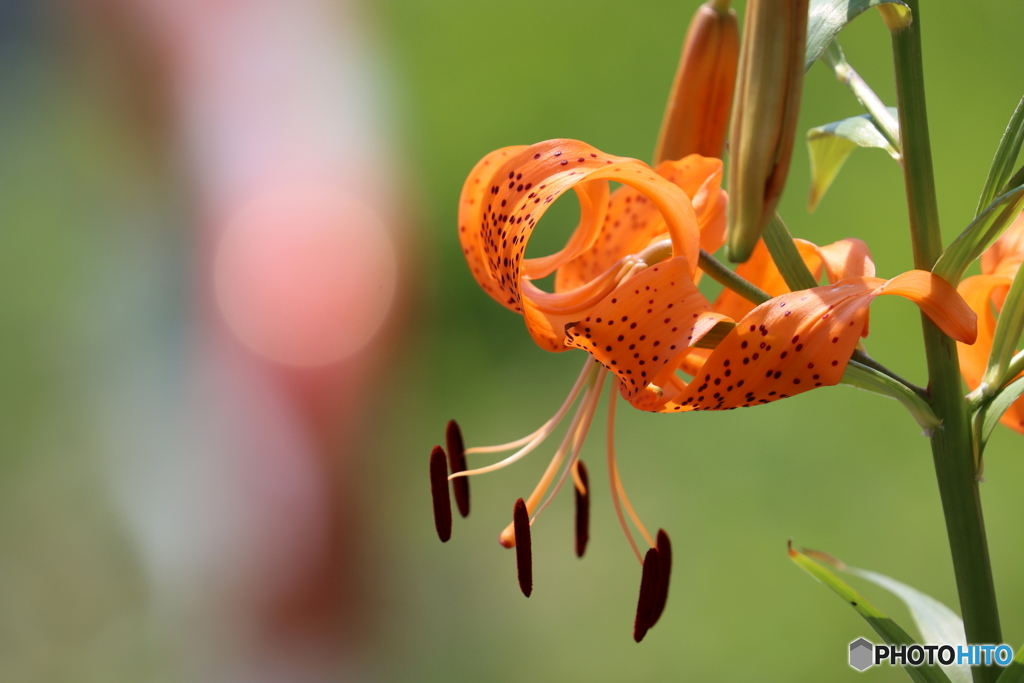 街の花