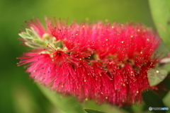 街の花