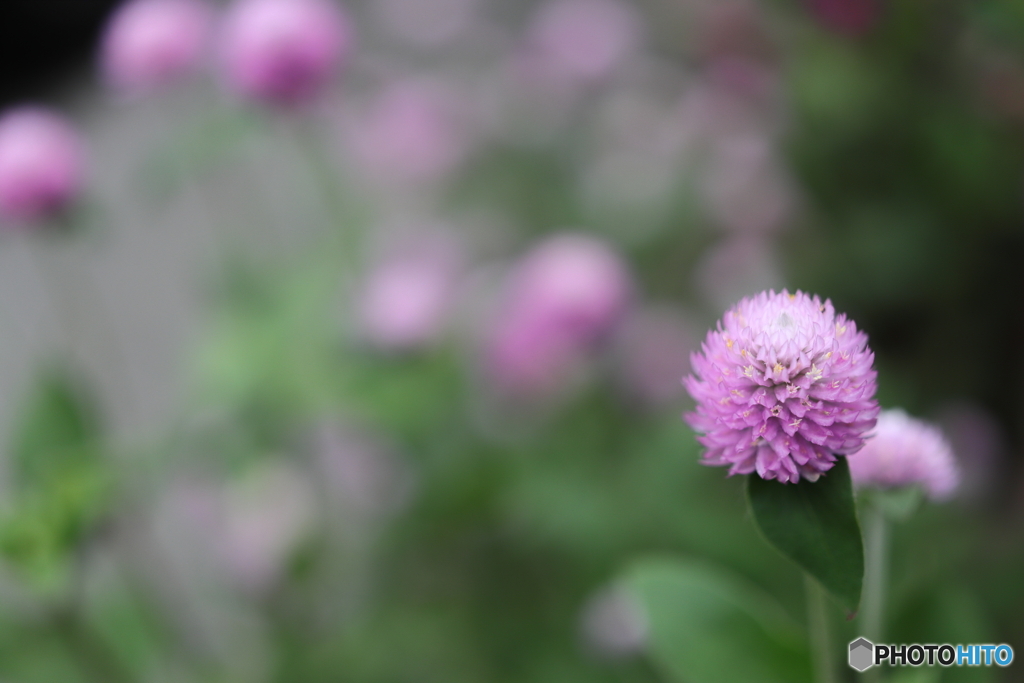 街の花