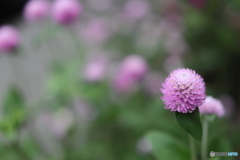 街の花