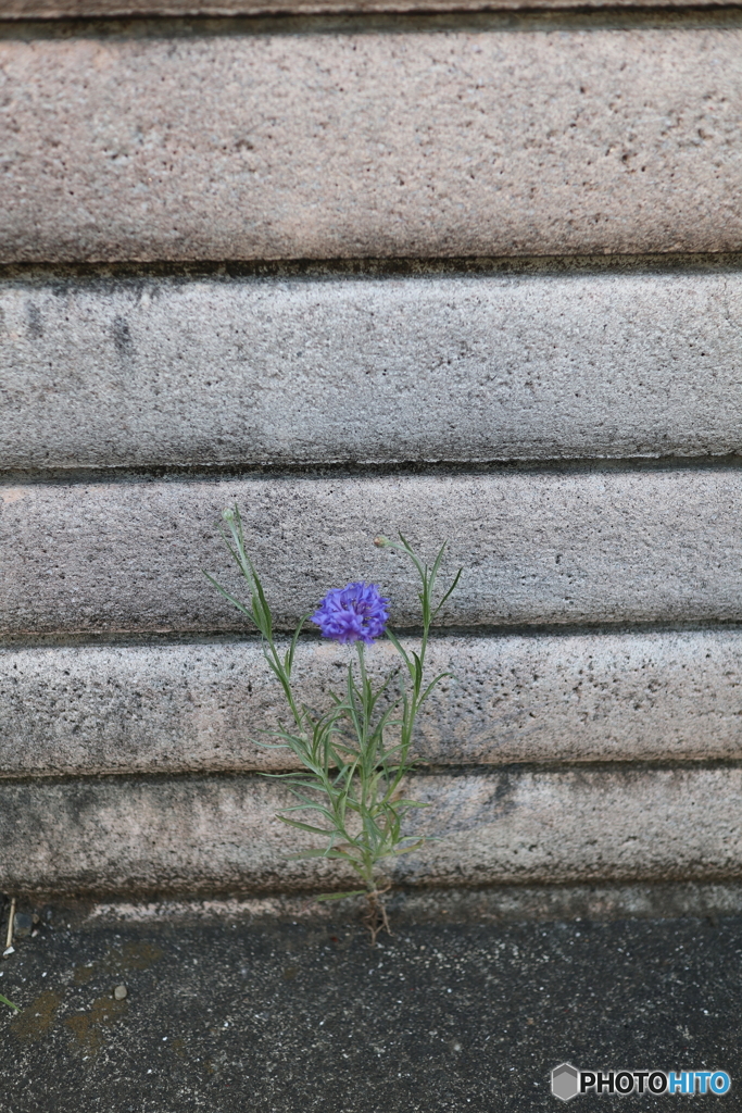 ど根性街の花