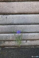 ど根性街の花