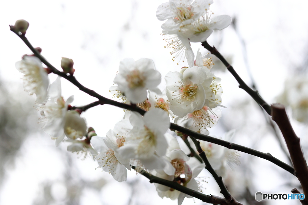 園の花