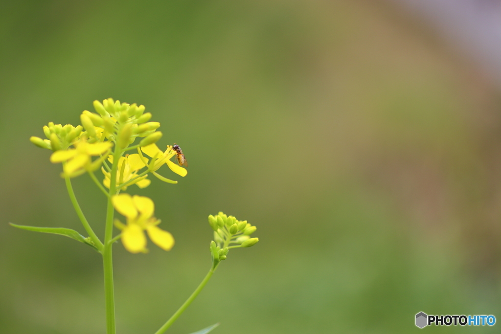 街の花