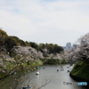 お花見