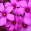  街の花