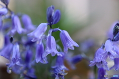 街の花