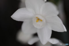 街の花
