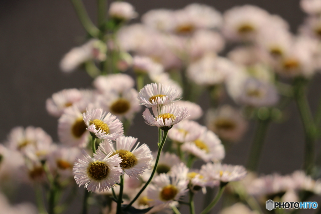 街の花