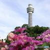街の花