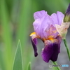 街の花