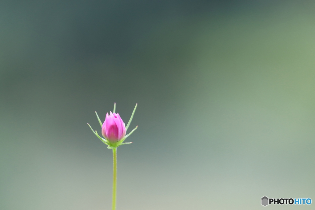 街の花