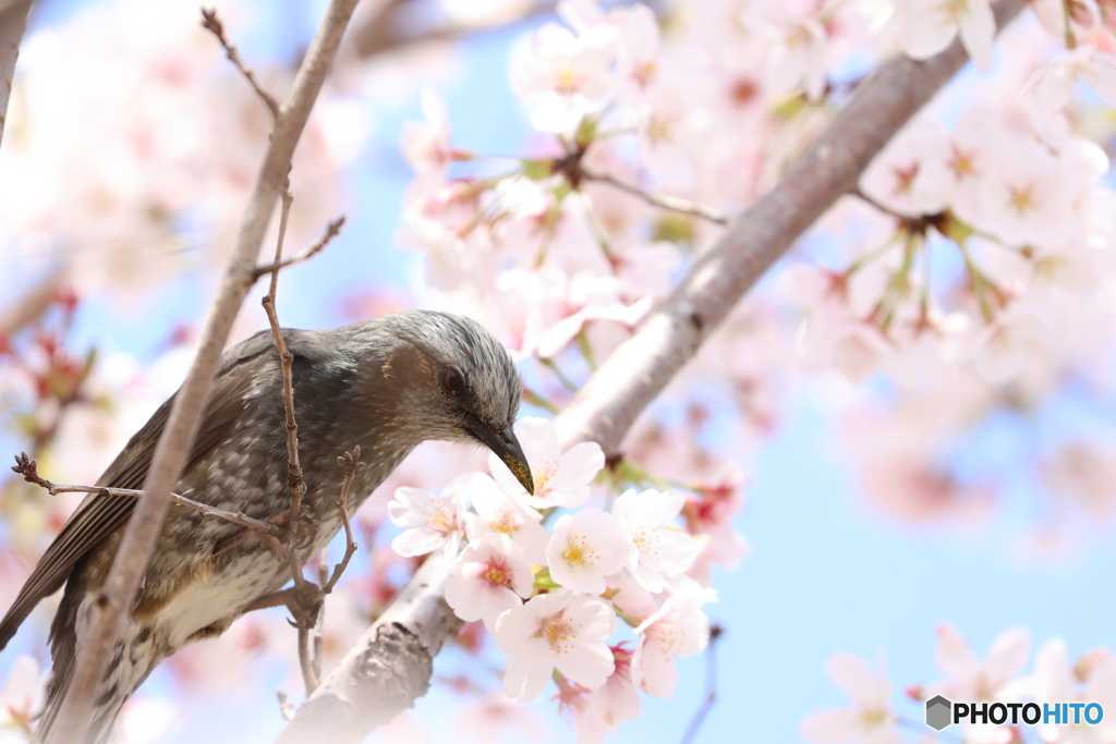 街の花