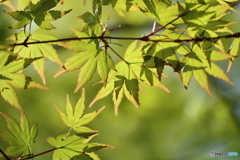 春紅葉