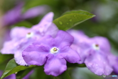 街の花