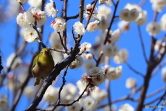 郷土の森