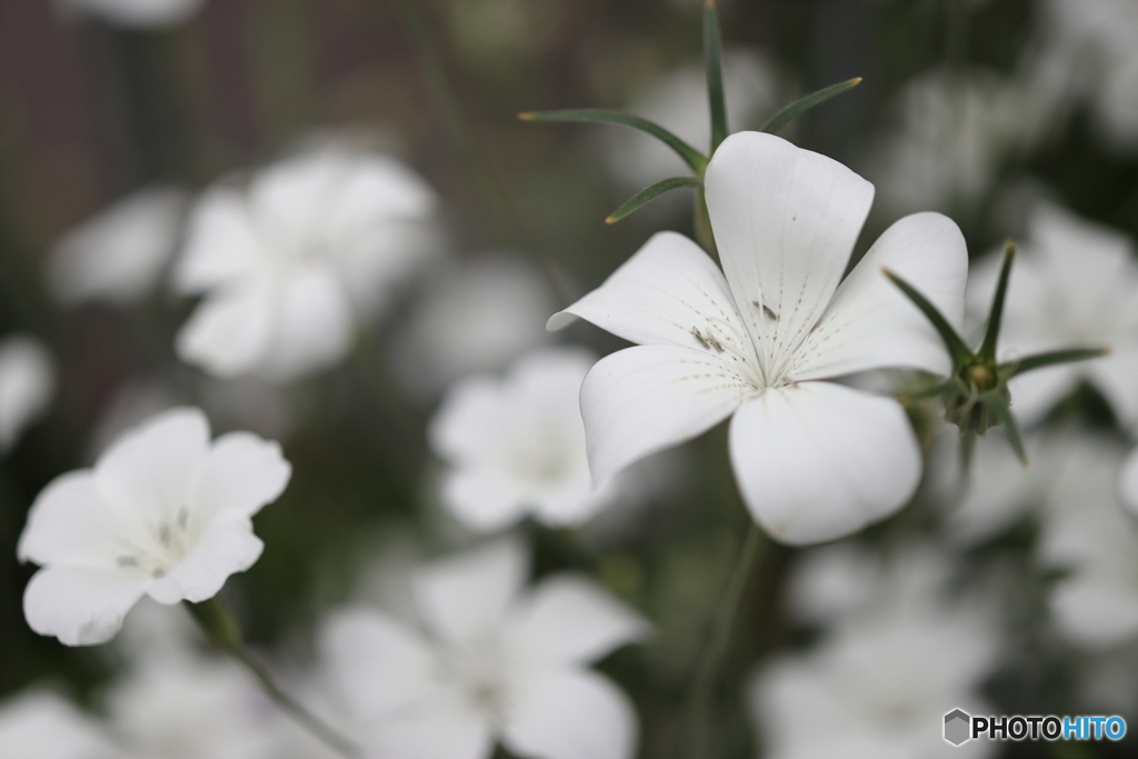 街の花