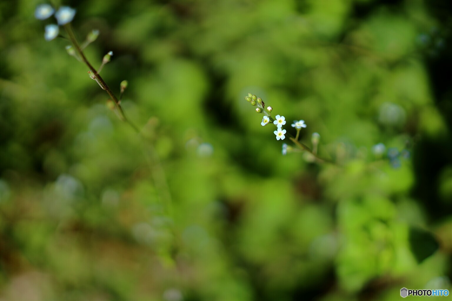 街の花