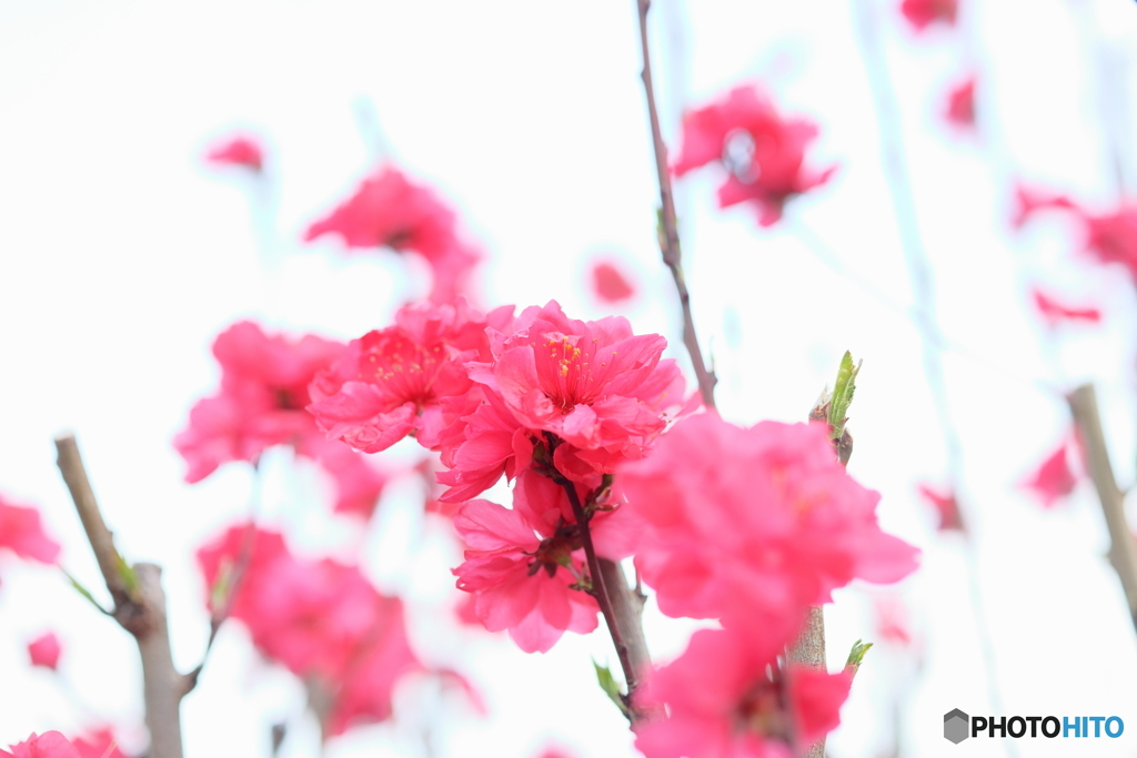街の花