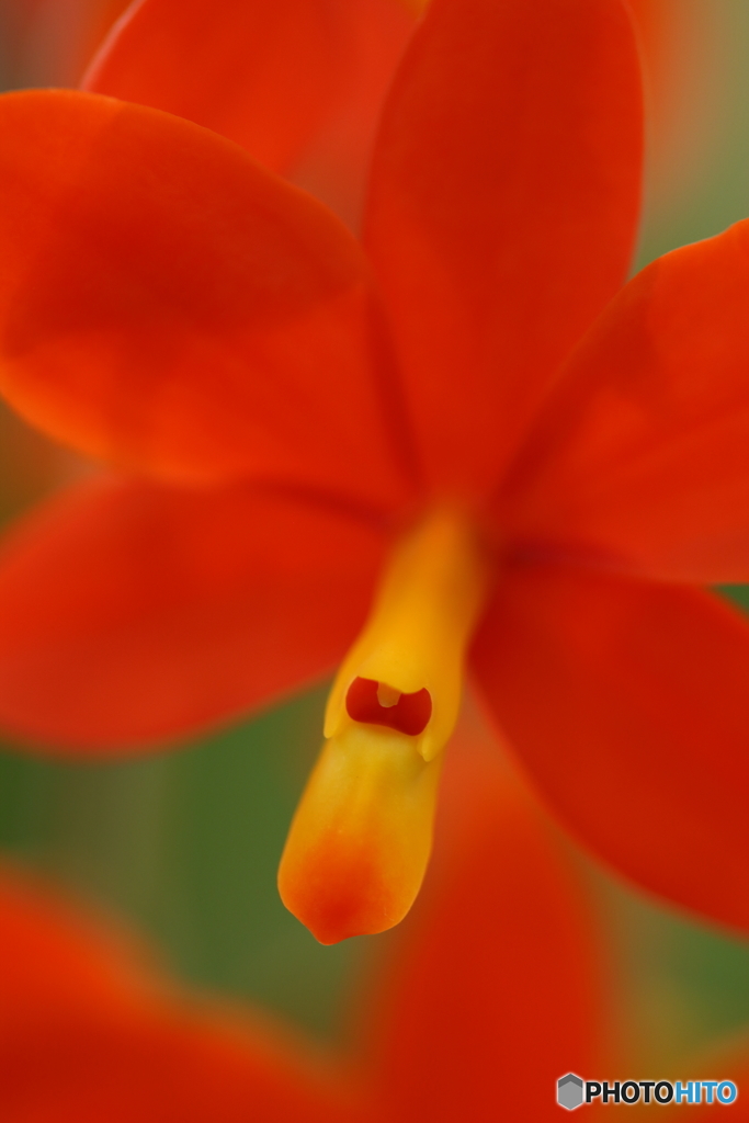 温室の花たち