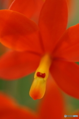 温室の花たち