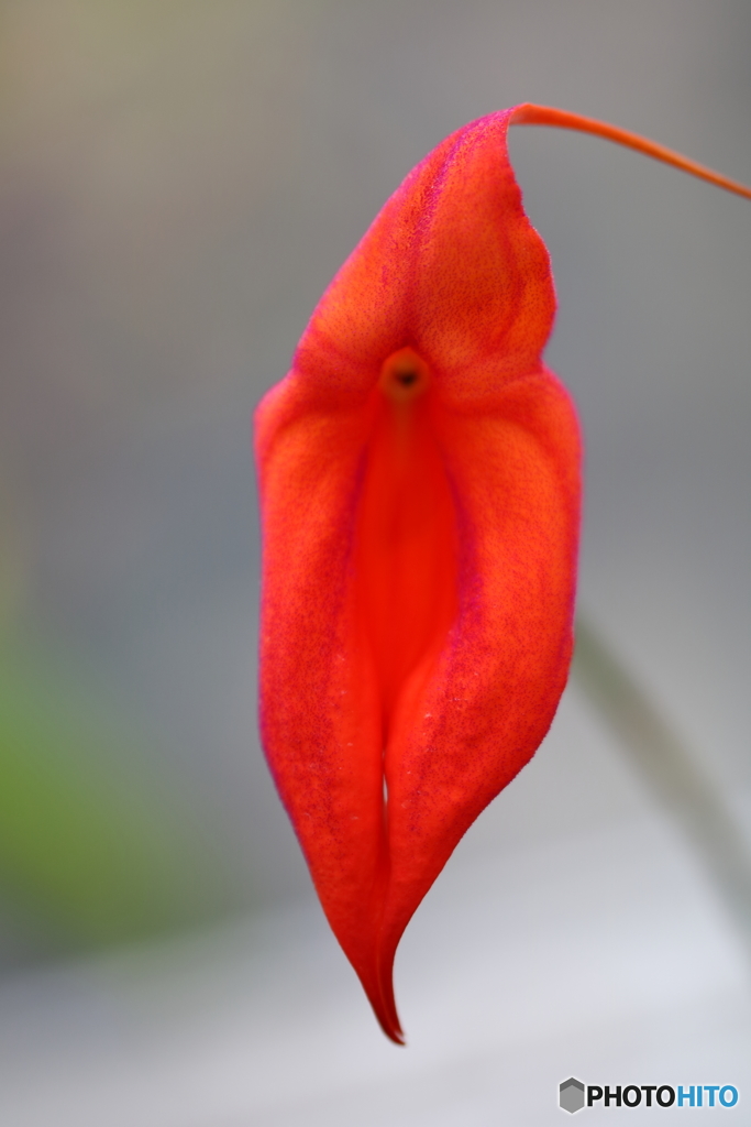 園の花