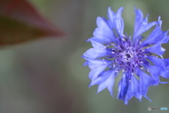 街の花