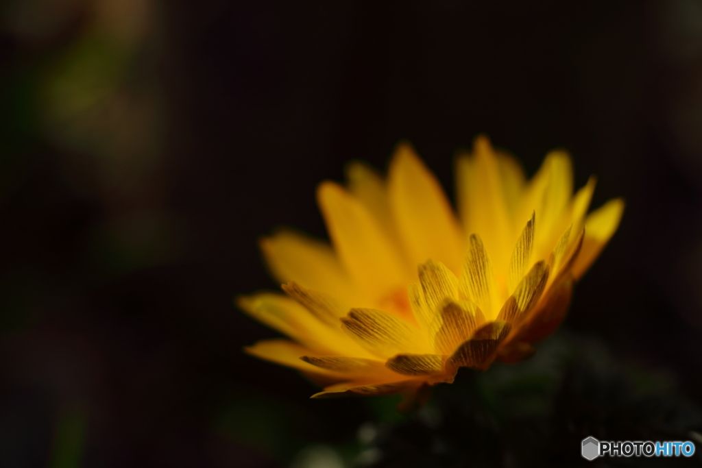 街の花