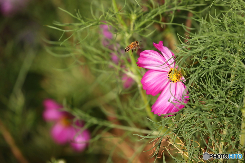 街の花
