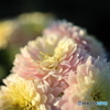 街の花