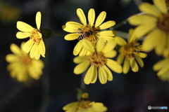 街の花