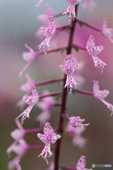 園の花