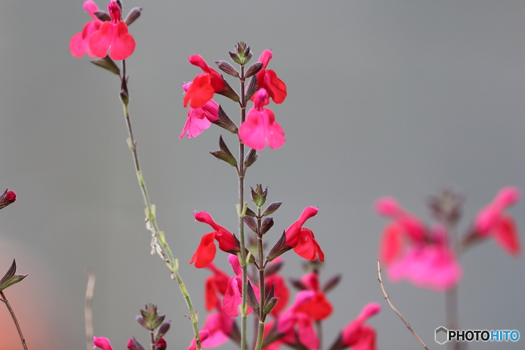 街の花