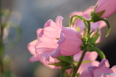 街の花