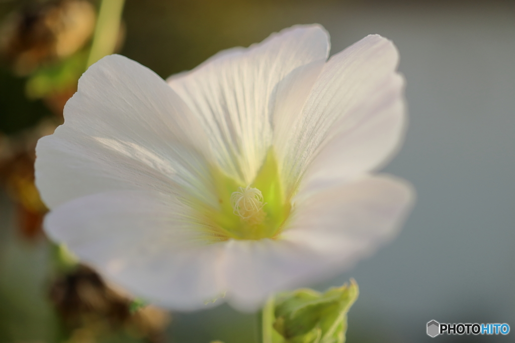 街の花