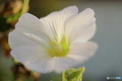 街の花