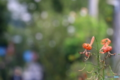 鬼百合
