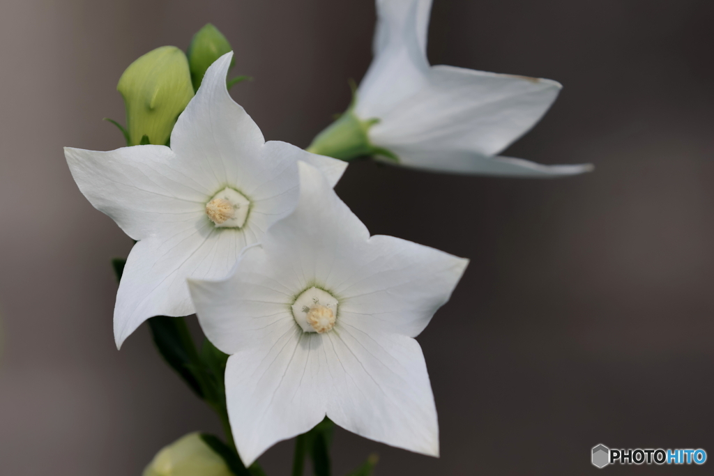 街の花