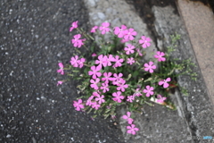 ど根性街の花