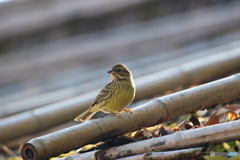 野鳥