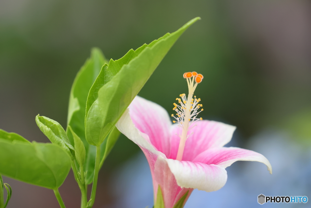 街の花