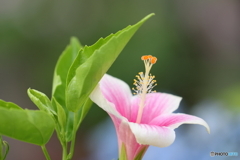 街の花