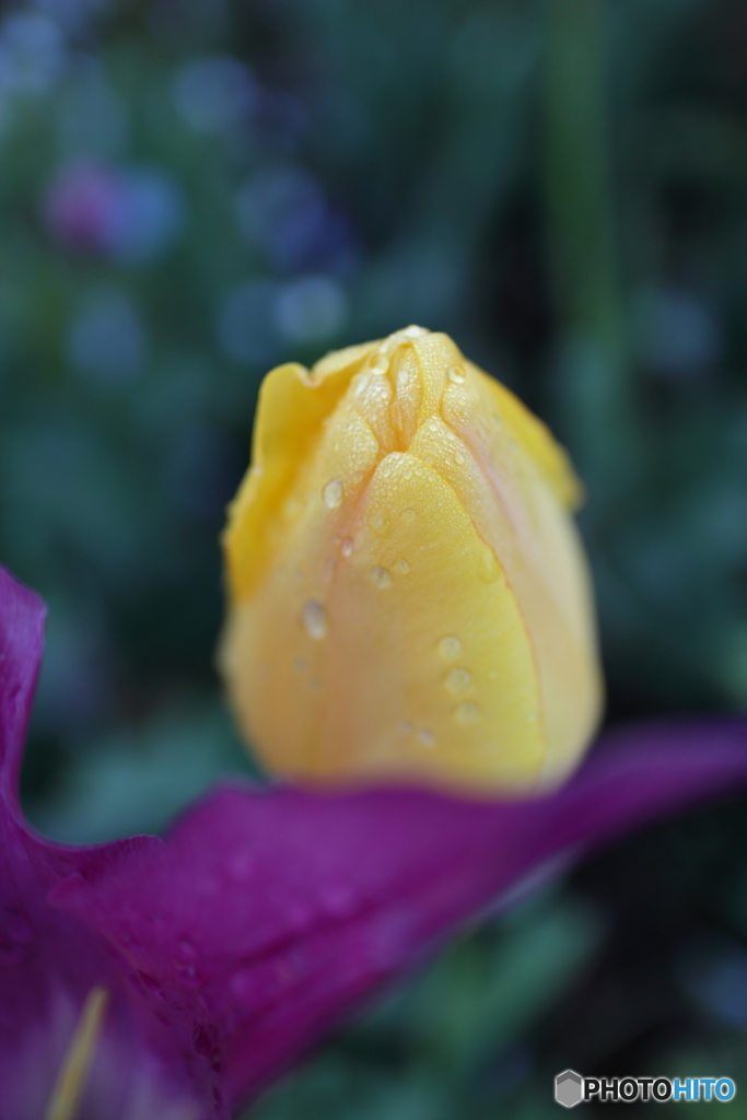 街の花