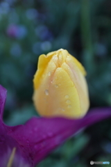 街の花
