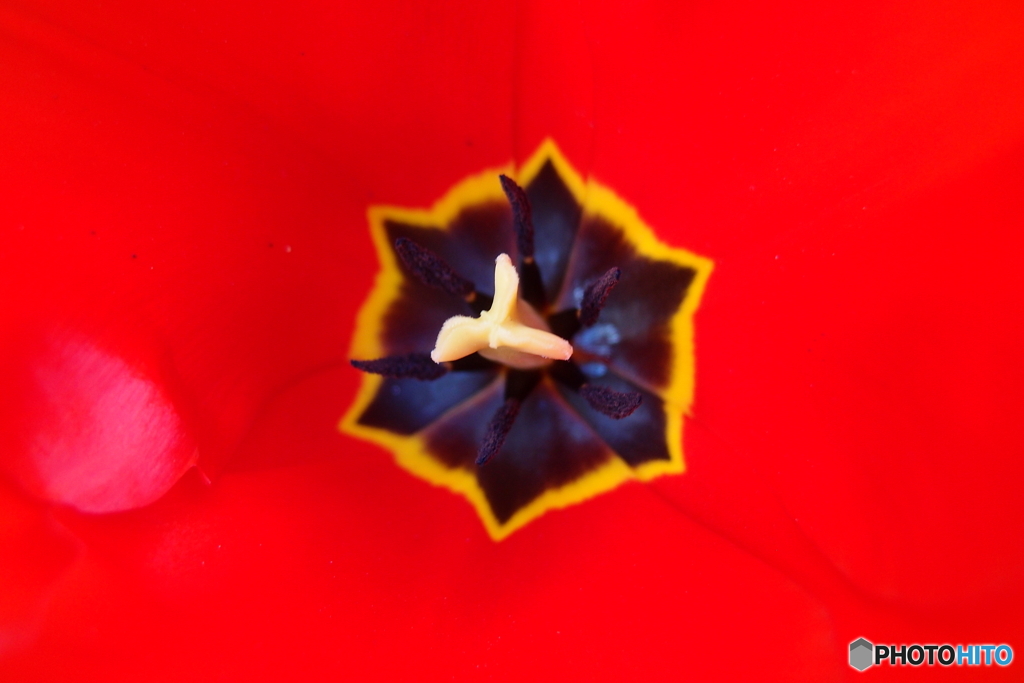 街の花