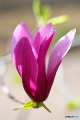 街の花