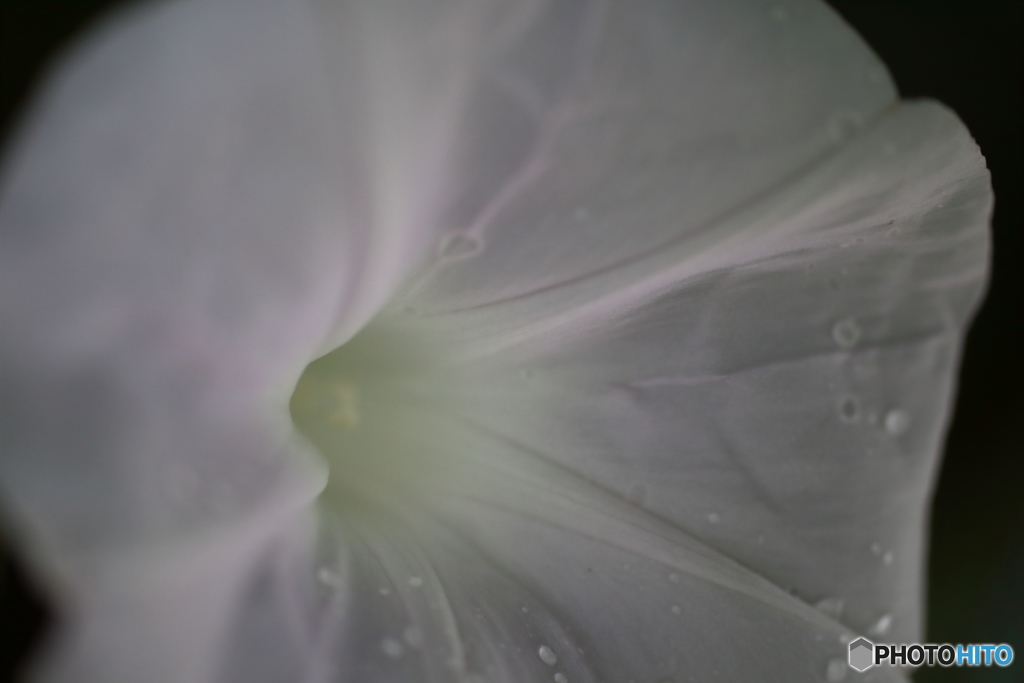 街の花